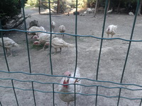 Pensiunea Casa Bunicilor Manastirea Humorului
